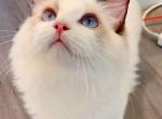 NOVA - Ragdoll Kitten For Sale - Irvine&comma; CA&comma; US