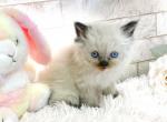 Super Rare Japanese Doll Face Himalayan Kitten - Himalayan Kitten For Adoption - Honolulu&comma; HI&comma; US