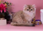 Fiory - British Shorthair Cat For Sale - Ashburn&comma; VA&comma; US