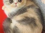 Corsica&lowbar;1 - Persian Kitten For Sale - Philadelphia&comma; PA&comma; US