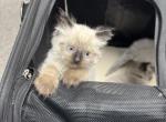 Hulk - Balinese Kitten For Sale - Plainfield&comma; IN&comma; US