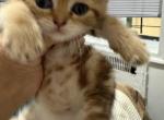 Aron - Scottish Fold Kitten For Sale - Clifton&comma; NJ&comma; US