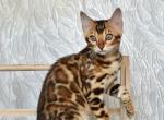 Astoria - Bengal Cat For Sale - Norwalk&comma; CT&comma; US