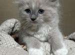 Fuzz - Ragdoll Kitten For Sale - Hutchinson&comma; MN&comma; US
