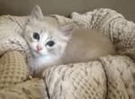 Buzz - Ragdoll Kitten For Sale - Hutchinson&comma; MN&comma; US