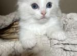 London - Ragdoll Kitten For Sale - Hutchinson&comma; MN&comma; US