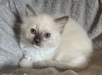 Pumpkin - Ragdoll Kitten For Sale - Hutchinson&comma; MN&comma; US