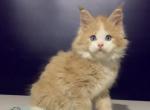 Ademaro - Maine Coon Kitten For Sale - Hollywood&comma; FL&comma; US