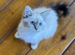 Hannah - Siberian Cat For Sale - Duncansville&comma; PA&comma; US
