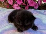 Sloane - Siberian Kitten For Sale - Clintwood&comma; VA&comma; US