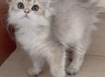 Apple - British Shorthair Kitten For Sale - Riverside&comma; CA&comma; US