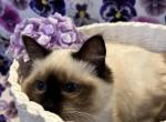 Custard sale pending - Ragdoll Cat For Sale - Kearneysville&comma; WV&comma; US