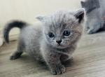 No name - British Shorthair Kitten For Sale - Eastvale&comma; CA&comma; US