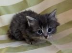 Siberian mix cats - Siberian Kitten For Sale - Hackettstown&comma; NJ&comma; US