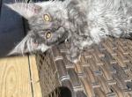 Smokey grey female - Maine Coon Kitten For Sale - Chapel Hill&comma; NC&comma; US