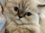 Jasmine - Persian Cat For Sale - River Falls&comma; WI&comma; US