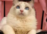 DOMI - Ragdoll Kitten For Sale - Irvine&comma; CA&comma; US