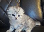 Exotic Scottish Fold and Scottish straight - Scottish Fold Kitten For Sale - Miami&comma; FL&comma; US