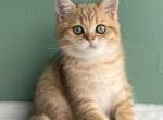 Pirozhok Pie - Scottish Straight Kitten For Sale - Cathlamet&comma; WA&comma; US