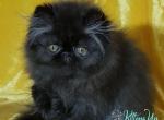Noir - Persian Kitten For Sale - Hollywood&comma; FL&comma; US