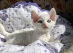 Cooper - Devon Rex Cat For Sale - Brooklyn&comma; NY&comma; US