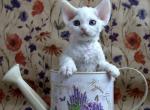 Camilla - Devon Rex Kitten For Sale - Brooklyn&comma; NY&comma; US