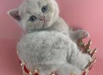 Bruno - British Shorthair Kitten For Sale - Brooklyn&comma; NY&comma; US