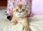 Paulina - British Shorthair Cat For Sale - Brooklyn&comma; NY&comma; US