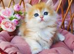Glasha - British Shorthair Kitten For Sale - Brooklyn&comma; NY&comma; US