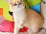 Daisy - British Shorthair Cat For Sale - Brooklyn&comma; NY&comma; US