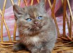 Holly - British Shorthair Kitten For Sale - Brooklyn&comma; NY&comma; US