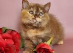 Hannah - British Shorthair Kitten For Sale - Brooklyn&comma; NY&comma; US