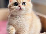 Quentin - British Shorthair Kitten For Sale - Brooklyn&comma; NY&comma; US
