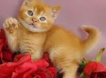 Hardy - British Shorthair Kitten For Sale - Brooklyn&comma; NY&comma; US