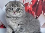 Faina - Scottish Fold Kitten For Sale - Brooklyn&comma; NY&comma; US