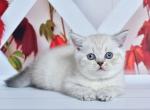 Frida - Scottish Straight Kitten For Sale - Brooklyn&comma; NY&comma; US