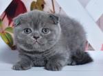 Farik - Scottish Fold Kitten For Sale - Brooklyn&comma; NY&comma; US