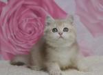 Naomi - British Shorthair Cat For Sale - Brooklyn&comma; NY&comma; US