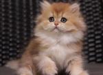 Shanell - British Shorthair Kitten For Sale - Brooklyn&comma; NY&comma; US
