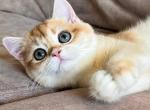 Molly - British Shorthair Cat For Sale - Brooklyn&comma; NY&comma; US