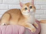 Monika Bri - British Shorthair Cat For Sale - Brooklyn&comma; NY&comma; US