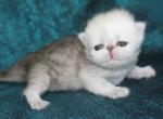Persian - Persian Kitten For Sale - Sacramento&comma; CA&comma; US