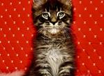 Eros - Maine Coon Kitten For Sale - Grayslake&comma; IL&comma; US