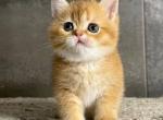 Venus - British Shorthair Kitten For Sale - Brooklyn&comma; NY&comma; US