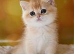 Dayana - British Shorthair Kitten For Sale - Brooklyn&comma; NY&comma; US
