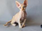 Arsen - Devon Rex Cat For Sale - Brooklyn&comma; NY&comma; US