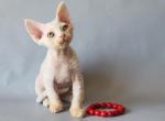 Bonnie - Devon Rex Kitten For Sale - Brooklyn&comma; NY&comma; US