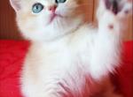 Iris - British Shorthair Kitten For Sale - Brooklyn&comma; NY&comma; US