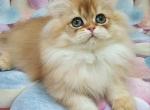 Syzi - British Shorthair Cat For Sale - Brooklyn&comma; NY&comma; US