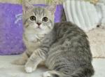 Ulika - Scottish Straight Cat For Sale - Brooklyn&comma; NY&comma; US